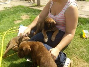 Cane Corso Puppies avaliable