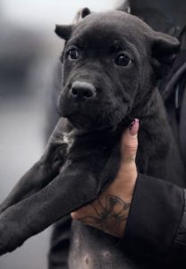Full Blooded Cane Corso Puppies Champion Bloodline