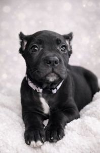 Full Blooded Cane Corso Puppies Champion Bloodline