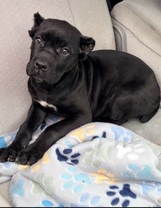 Full Blooded Cane Corso Puppies ICCF Registered