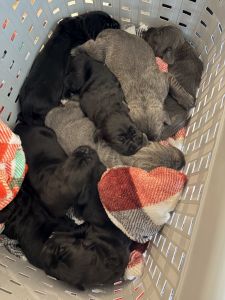 Full Blooded Cane Corso Puppies ICCF Registered