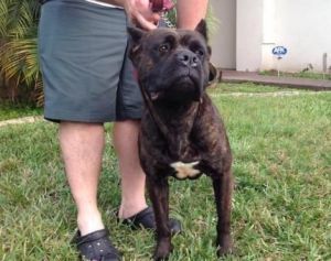 Amazing Male And Female Cane Corso Puppies.