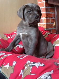 male cane corso pup
