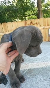 Pure Bred Cane Corso puppies