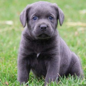 Cane Corso Puppies For Sale