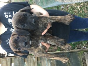 Cane Corso Boxer Mix