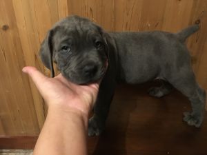 Cane corso puppies 4-sale