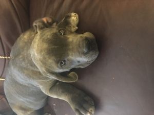 Female Cane Corso Puppy