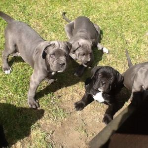 Cane Corso puppies