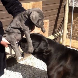 Cane Corso Puppies for sale