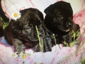 Cane corso puppies