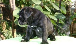 Puppies Cane Corsa superior TEXT , ***