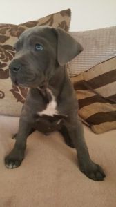 Two Blue Cane Corso Boys