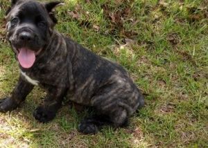 Very Intelligent Cane Corso Puppies. (***) ***-***8