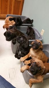 Cane Corso Italiano Puppies For Sale. Text (***) ***-***2