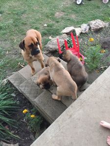 Cane Corso/Kangal
