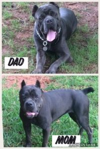 cane corso pups