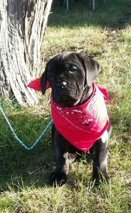 Cane Corso puppy