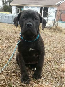 Cane corso puppy