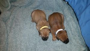 AKC Cane Corso Pups for sale!!