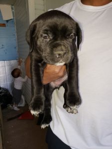 Full blooded cane corso (Italian mastiff) puppies