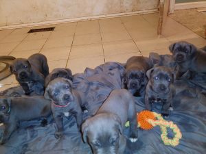 Cane corso pups