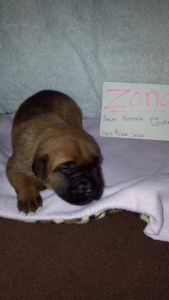 Zona Fawn Corso