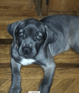 Cane Corso Female Puppy 11 weeks old