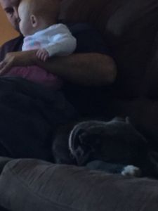 rehomeing a4 month old Female