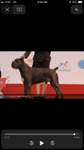 Elite International Bloodlines Stunning! Blacks&Blues