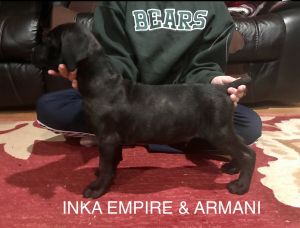 Cane corso PUPPIES