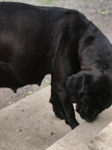 Cane Corso pus For Sale