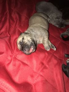 Cane Corso pups