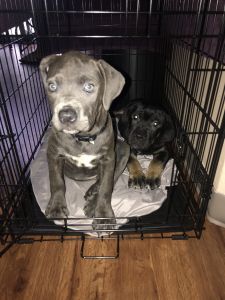 Cane Corso Puppies