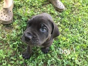 CANE CORSO PUPPIES