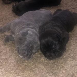 Puppies for sale