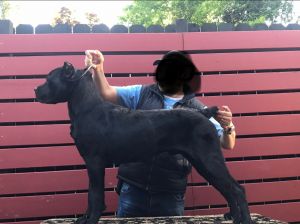 Beautful cane corso