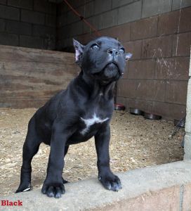 Italian Cane Corso\'s