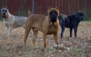 Derby city CaneCorso