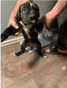 Cane Corso Pitbull/Ro mix