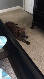 Mixed bully cane carso