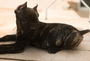Cane Corso pups