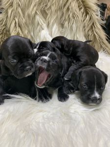 Puppies for adoption