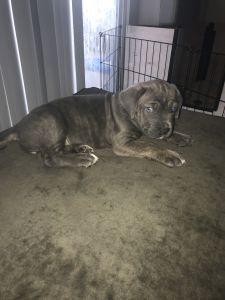 Pure Breed Cane Corso Female “Gigi”