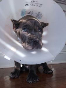 AKC Cane Corso Puppy