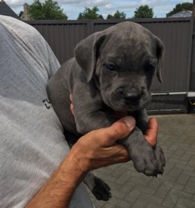 Gorgeous cane corso puppies