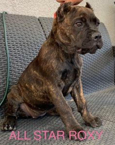 Cane corso female AKC /iccf champline