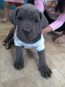 Cane corso