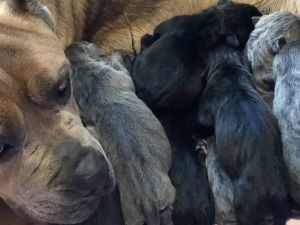 AKC Cane Corso Mastiffs