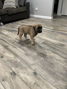 Puppy needs good home